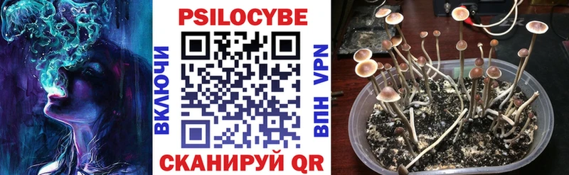 Псилоцибиновые грибы мухоморы  Курчалой 
